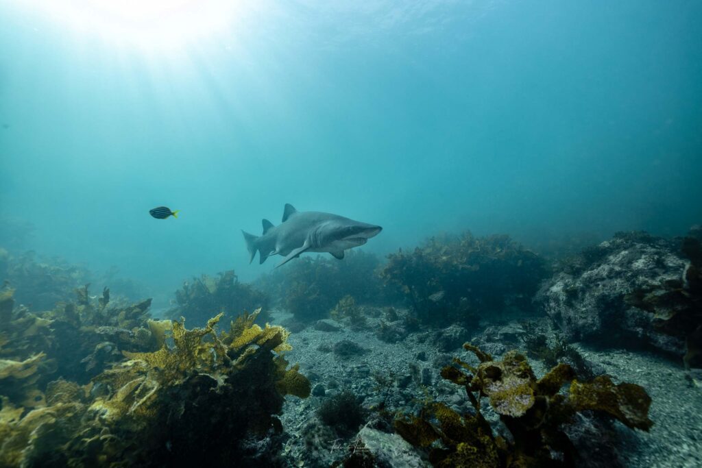 Grey nurse shark swimming in Bushrangers Bay